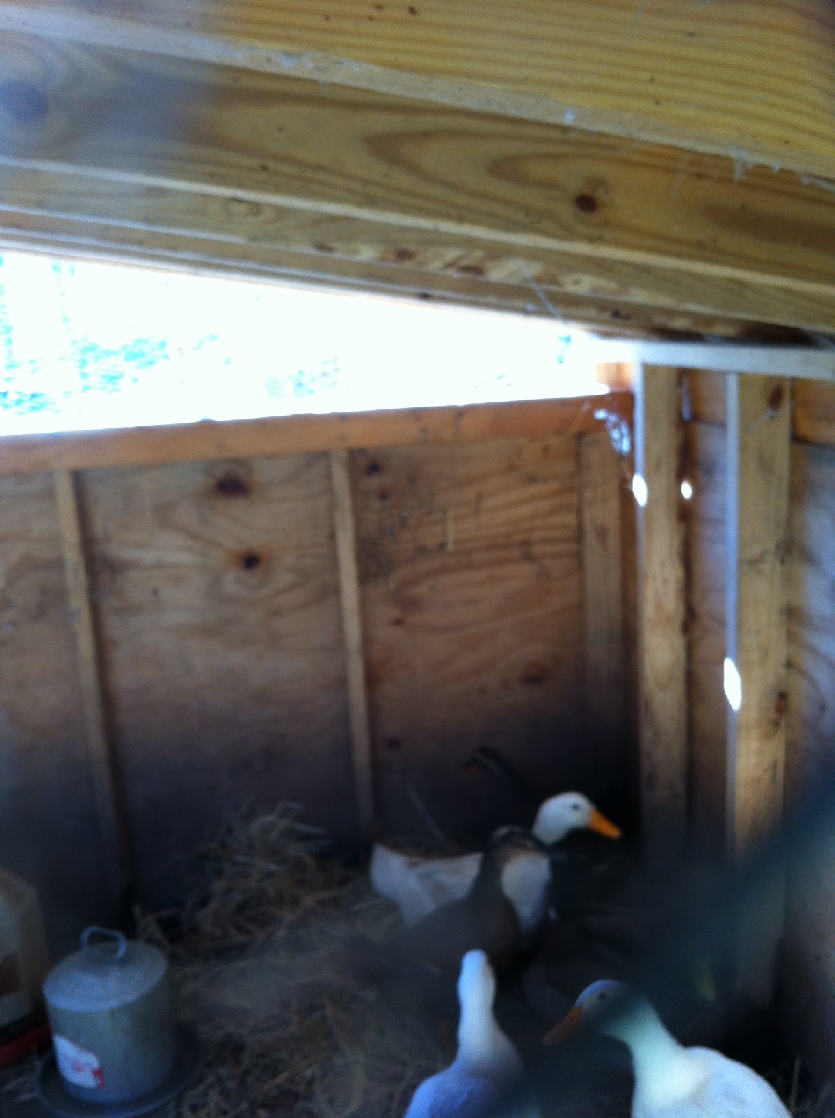 Turkeys and Ducks, living together, happily ever after Timber Creek Farm